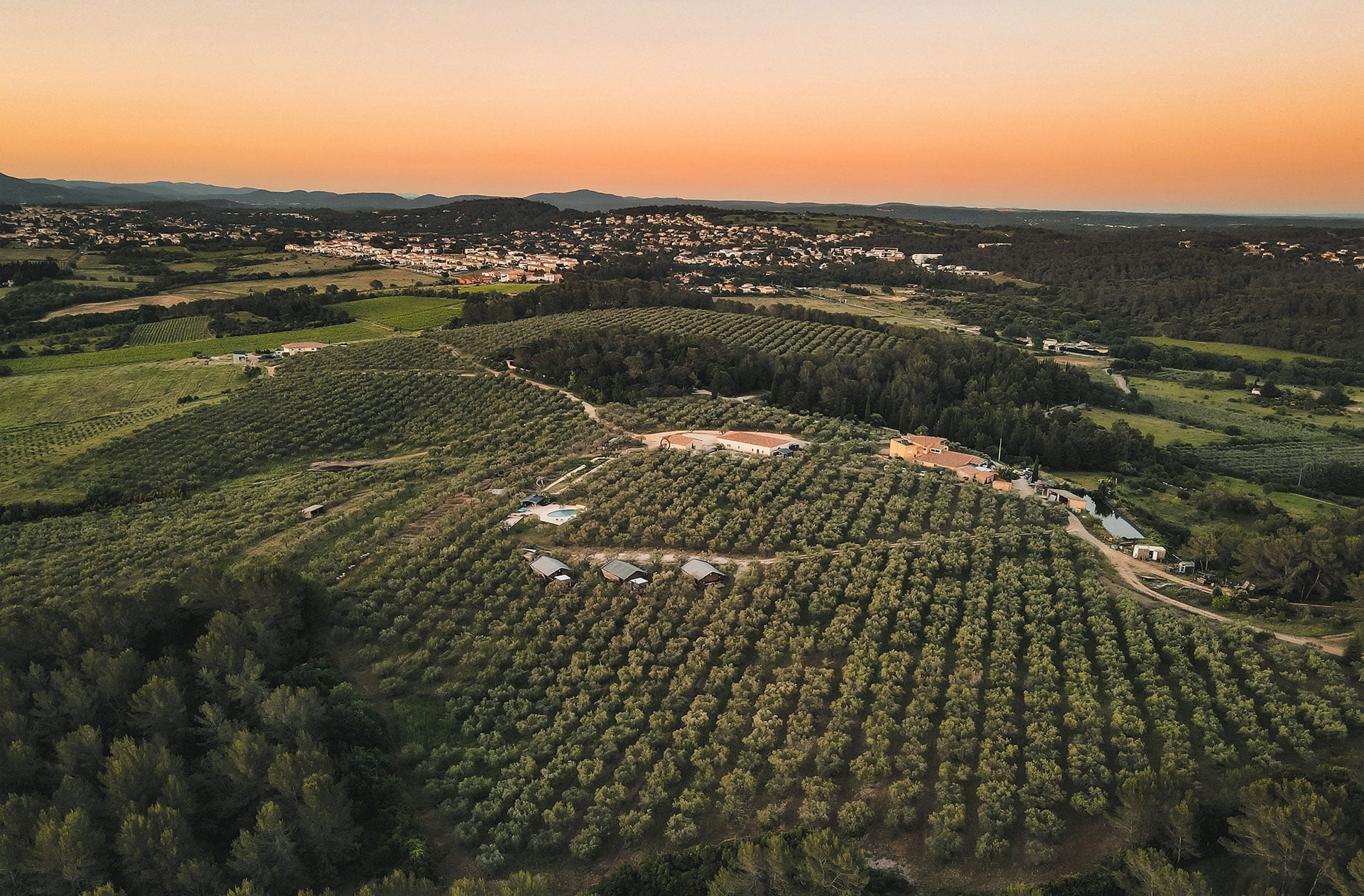 Huile d'olive Picholine du Domaine L'Oulivie. Huile fruitée intense