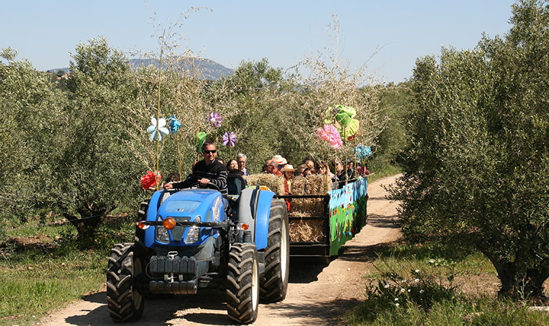 Balades en tracteur dans les oliviers au Domaine L'Oulivie