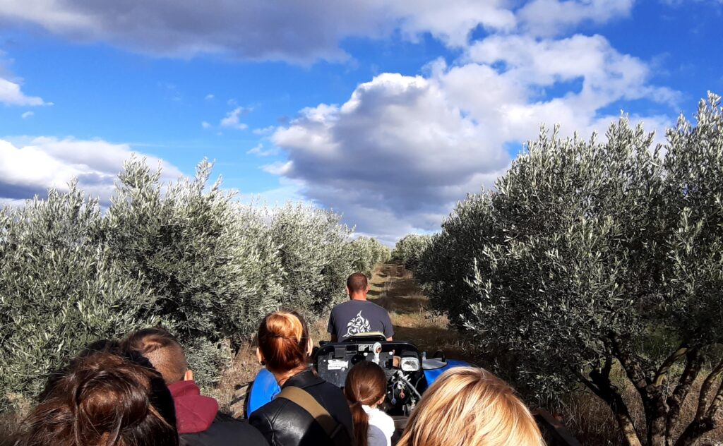 Balades en tracteur dans l'oliveraie du Domaine de l'Oulivie